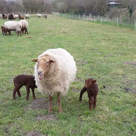 At The Organic Farm Angus-hof Stakendorf
