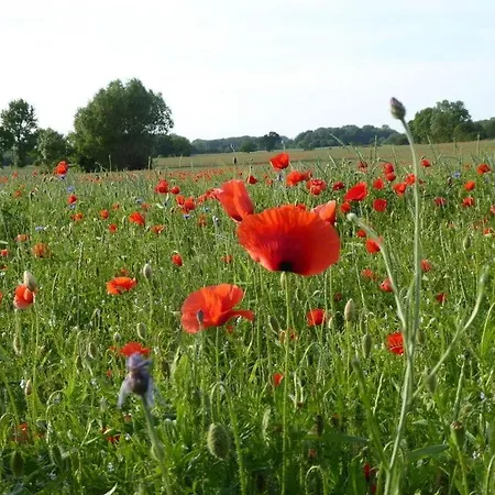 At The Organic Farm Angus-hof *